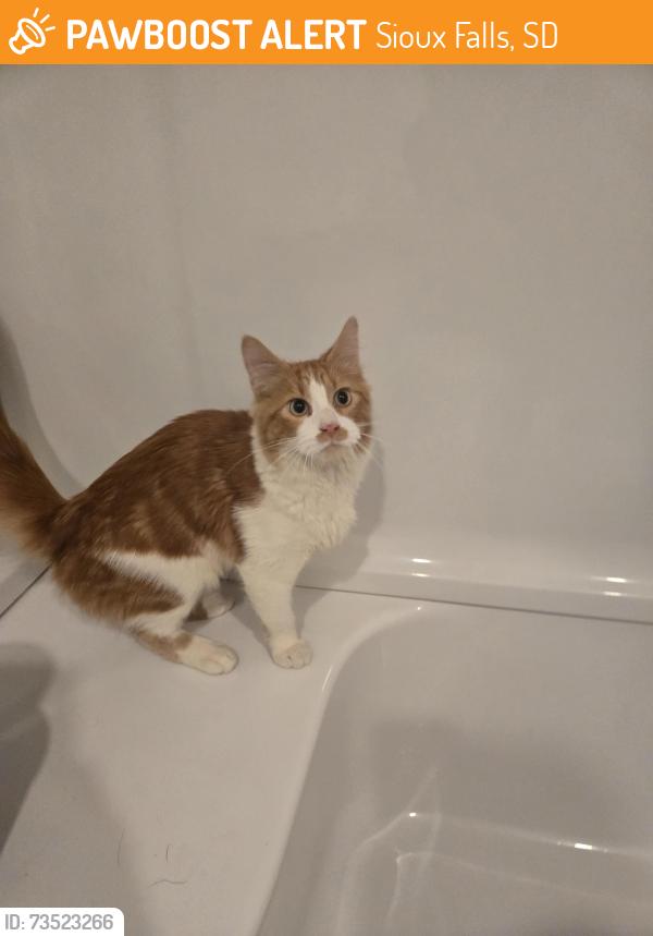 Found/Stray Male Cat last seen 2nd St and N Summit Ave, Sioux Falls, SD 57104