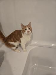 Found/Stray Male Cat last seen 2nd St and N Summit Ave, Sioux Falls, SD 57104