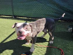 Shelter Stray Male Dog last seen BUENA CREEK RD. AND S SANTA FE, 2481 Palomar Airport Rd, Carlsbad, CA 92011, USA
