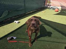 Shelter Stray Female Dog last seen , 2481 Palomar Airport Rd, Carlsbad, CA 92011, USA