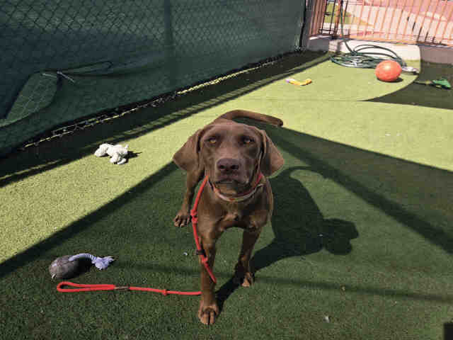 Shelter Stray Female Dog last seen , 2481 Palomar Airport Rd, Carlsbad, CA 92011, USA