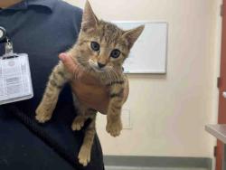 Shelter Stray Male Cat last seen ALTURAS RD, 2481 Palomar Airport Rd, Carlsbad, CA 92011, USA
