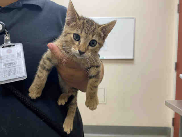 Shelter Stray Male Cat last seen ALTURAS RD, 2481 Palomar Airport Rd, Carlsbad, CA 92011, USA