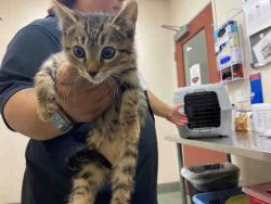 Shelter Stray Male Cat last seen ALTURAS RD, 2481 Palomar Airport Rd, Carlsbad, CA 92011, USA