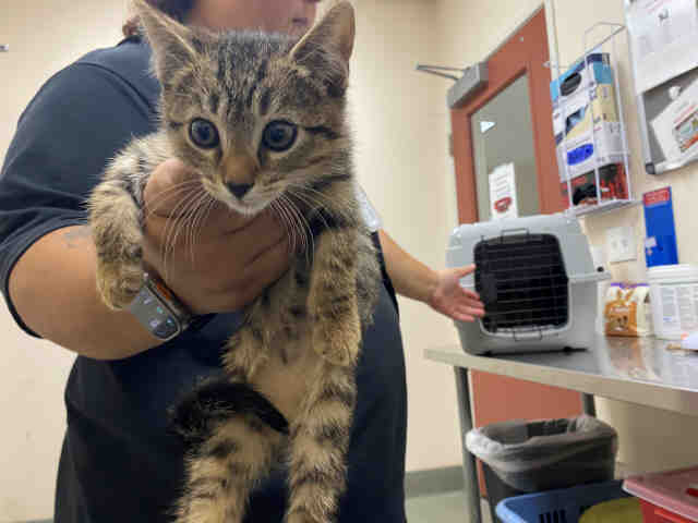 Shelter Stray Male Cat last seen ALTURAS RD, 2481 Palomar Airport Rd, Carlsbad, CA 92011, USA