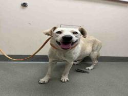 Shelter Stray Female Dog last seen FOUR GEE DOG PARK, 2481 Palomar Airport Rd, Carlsbad, CA 92011, USA