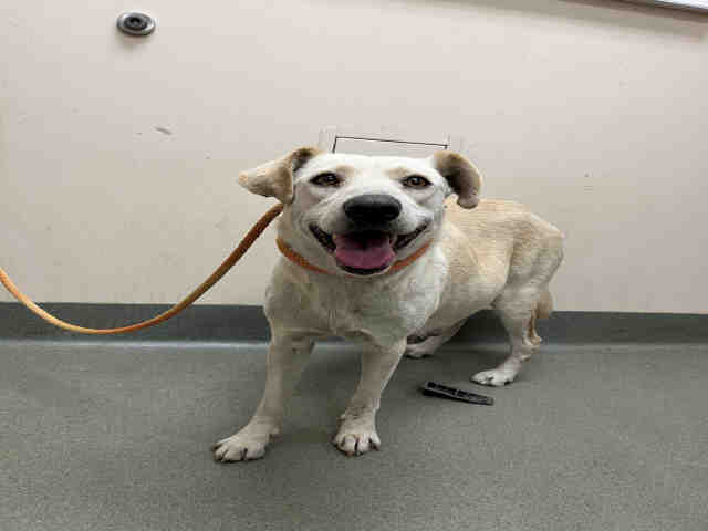 Shelter Stray Female Dog last seen FOUR GEE DOG PARK, 2481 Palomar Airport Rd, Carlsbad, CA 92011, USA