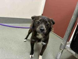 Shelter Stray Male Dog last seen MOOSA CREEK, 2481 Palomar Airport Rd, Carlsbad, CA 92011, USA