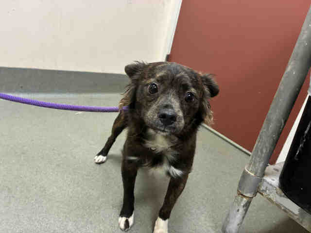 Shelter Stray Male Dog last seen MOOSA CREEK, 2481 Palomar Airport Rd, Carlsbad, CA 92011, USA
