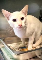 Shelter Stray Female Cat last seen , 1850 W 60th St, Los Angeles, CA 90047, USA