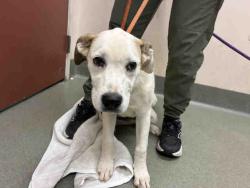 Shelter Stray Female Dog last seen FRUITVALE RD, 2481 Palomar Airport Rd, Carlsbad, CA 92011, USA