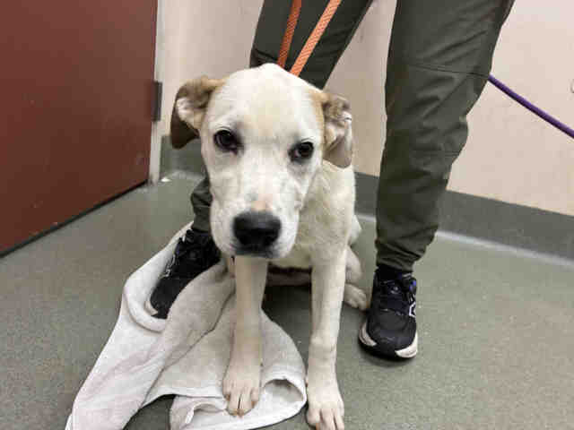 Shelter Stray Female Dog last seen FRUITVALE RD, 2481 Palomar Airport Rd, Carlsbad, CA 92011, USA