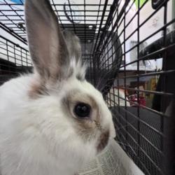 Shelter Stray Male Other last seen , 1850 W 60th St, Los Angeles, CA 90047, USA