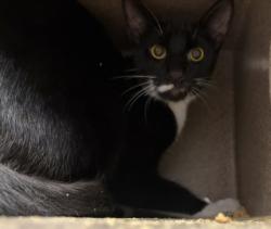 Shelter Stray Unknown Cat last seen , 11361 W Pico Blvd, Los Angeles, CA 90064, USA