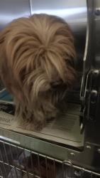 Shelter Stray Male Dog last seen , 1850 W 60th St, Los Angeles, CA 90047, USA