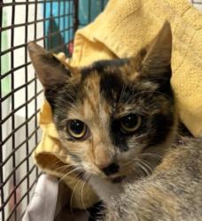 Shelter Stray Female Cat last seen , 11361 W Pico Blvd, Los Angeles, CA 90064, USA