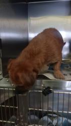 Shelter Stray Male Dog last seen , 1850 W 60th St, Los Angeles, CA 90047, USA