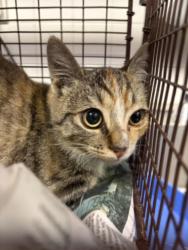 Shelter Stray Female Cat last seen , 11361 W Pico Blvd, Los Angeles, CA 90064, USA