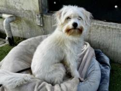 Shelter Stray Male Dog last seen , 11361 W Pico Blvd, Los Angeles, CA 90064, USA