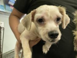 Shelter Stray Unknown Dog last seen , 1850 W 60th St, Los Angeles, CA 90047, USA