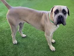 Shelter Stray Male Dog last seen , 14409 Vanowen St, Van Nuys, CA 91405, USA