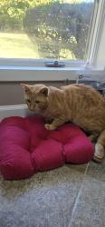 Found/Stray Male Cat last seen McGregor Downs Neighborhood, Winston-Salem, NC 27103