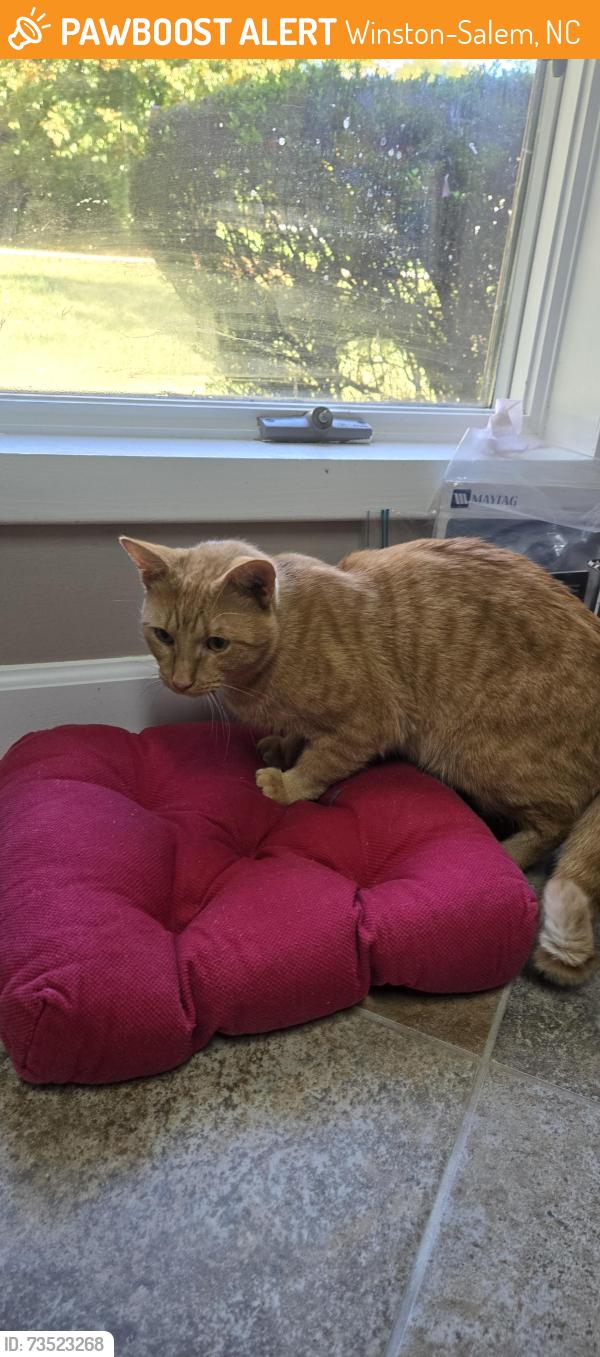 Found/Stray Male Cat last seen McGregor Downs Neighborhood, Winston-Salem, NC 27103