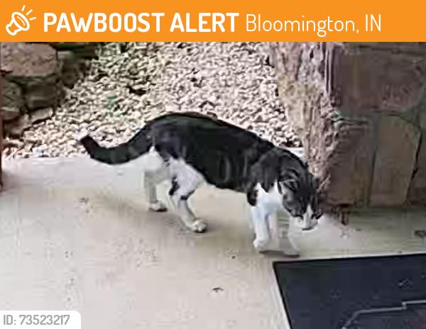 Found/Stray Unknown Cat last seen W State Road 46 & N Deer Park Drive, Bloomington, IN 47404