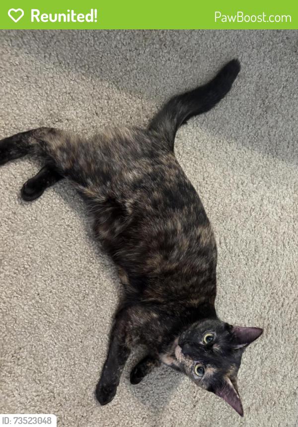 Reunited Female Cat last seen Near intersection of Goldenrod and Curry Ford, Orlando, FL 32822