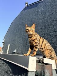 Lost Male Cat last seen Keil st White rock, White Rock, BC V4B 4V8