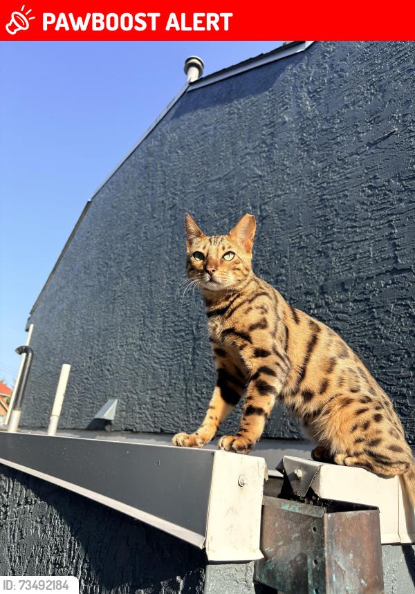 Lost Male Cat last seen Keil st White rock, White Rock, BC V4B 4V8
