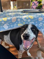 Lost Female Dog last seen Mayfield Rd & Aquilla Rd, Claridon, OH 44024