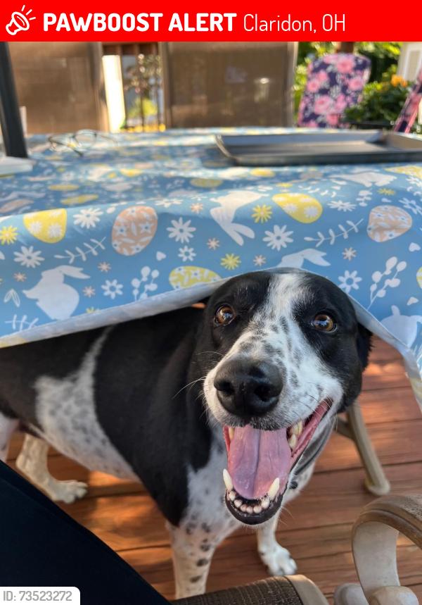 Lost Female Dog last seen Mayfield Rd & Aquilla Rd, Claridon, OH 44024