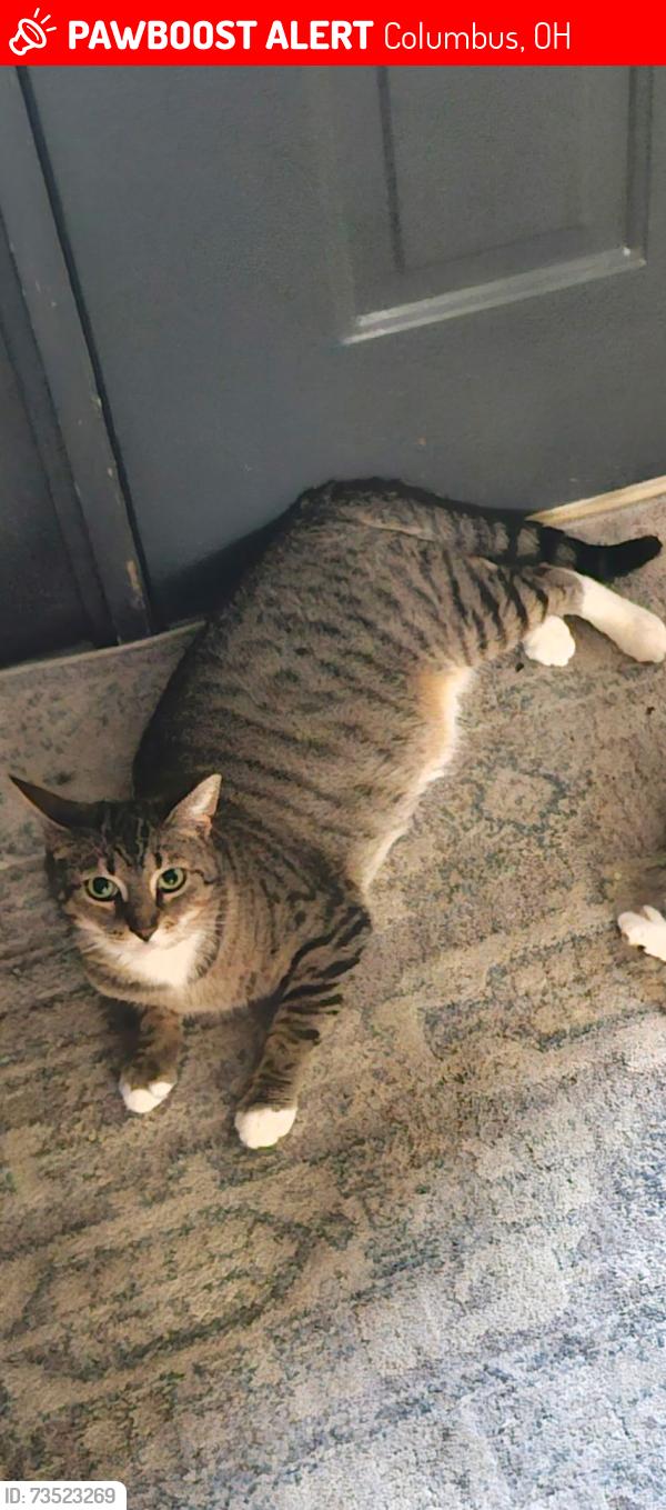 Lost Female Cat last seen Oakshade dr and Emory st., Columbus, OH 43230