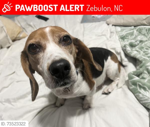 Lost Female Dog last seen Hunter/Palamino, Zebulon, NC 27597
