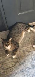Lost Female Cat last seen Oakshade dr and Emory st., Columbus, OH 43230