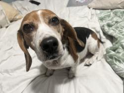 Lost Female Dog last seen Hunter/Palamino, Zebulon, NC 27597