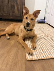 Found/Stray Male Dog last seen Farrell animal hosp, Arlington, TX 76013