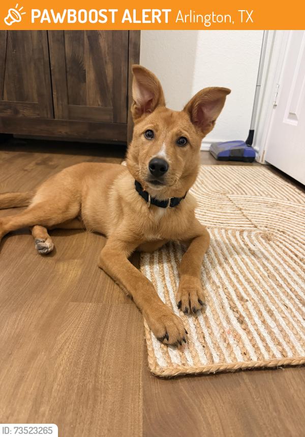 Found/Stray Male Dog last seen Farrell animal hosp, Arlington, TX 76013