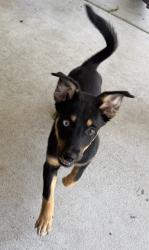Found/Stray Female Dog last seen Fm 646 rd, Dickinson, TX 77539