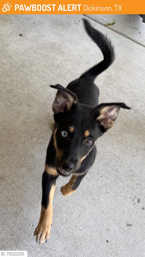 Found/Stray Female Dog last seen Fm 646 rd, Dickinson, TX 77539
