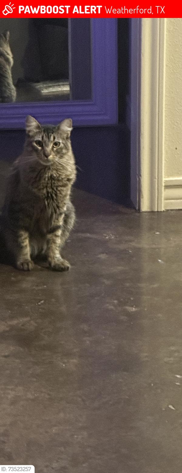Lost Male Cat last seen Woodhaven villas, Weatherford, TX 76086