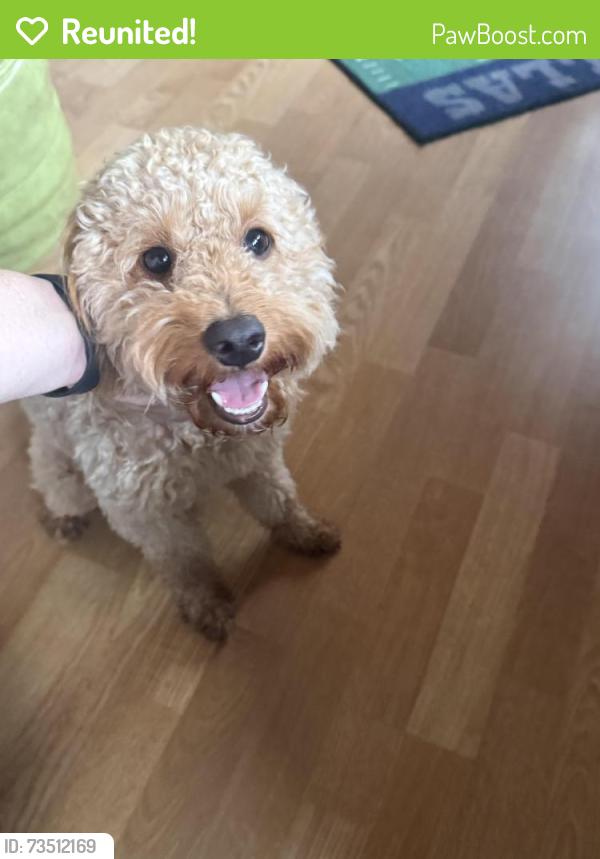 Reunited Female Dog last seen Central and maize, Wichita, KS 67212