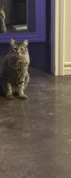 Lost Male Cat last seen Woodhaven villas, Weatherford, TX 76086