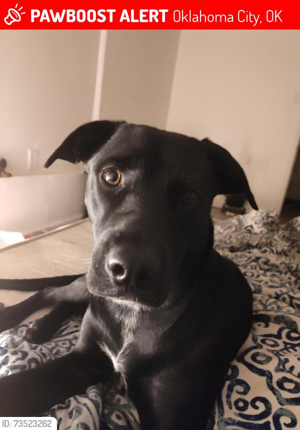 Lost Female Dog last seen 15th and may, Oklahoma City, OK 73108