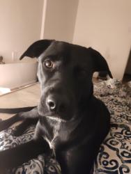Lost Female Dog last seen 15th and may, Oklahoma City, OK 73108