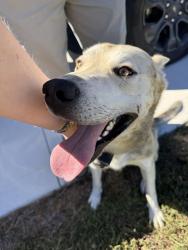 Found/Stray Male Dog last seen Pathways Drive, Blount County, TN 37865