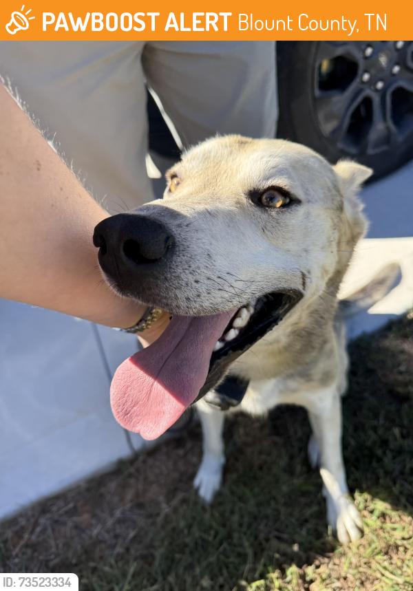 Found/Stray Male Dog last seen Pathways Drive, Blount County, TN 37865