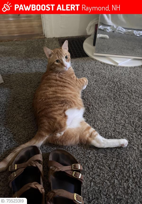 Lost Male Cat last seen VFW, Raymond, NH 03077