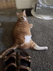 Lost Male Cat last seen VFW, Raymond, NH 03077